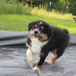 Australian Shepherd and Soft Coated Wheaten Terrier Puppies from Ironwood Ridge Kennels