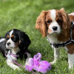 Cavalier King Charles Spaniel Puppies from Mapleview Cavalier King Charles Spaniels