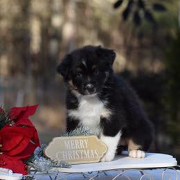 Red - Black tri-color female Australian Shepherd puppy in Pilot, Virginia from Obsidian Australian Shepherd