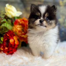 Xanthos - Black and tan parti male Pomeranian puppy in California from T & D Dream Poms