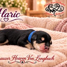 Alaric AKC - Black and silver male Miniature Schnauzer puppy in Pelzer, South Carolina from Schnauzer Heaven Von Longbach