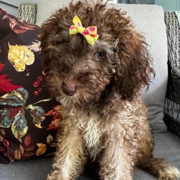 Pua - Phantom female Goldendoodle puppy in Camden, North Carolina from Oopsie Doodles of NC