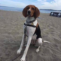 Treeing Walker Coonhound Puppies from Stackem Up Kennel