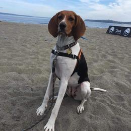 Treeing Walker Coonhound Puppies from Stackem Up Kennel