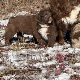 Red - Red & white male Miniature Australian Shepherd puppy in Rathdrum, Idaho from Bit O' Bliss Aussies LLC