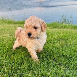 Jacob - Apricot male Cavapoo puppy in Kingfisher, Oklahoma from Perdue Puppies