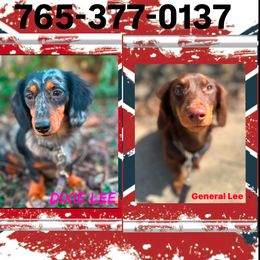 Dachshund puppies from MoonShine Babies