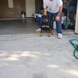 Rottweiler Puppies from 💥𝙿𝙾𝚆𝙴𝚁 𝙷𝙰𝚄𝚂𝙴 𝙺𝙴𝙽𝙽𝙴𝙻𝚂🇺🇸