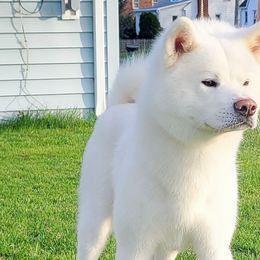 Japanese Akitainus from Ryoshima Coast Akita Inu
