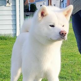 Japanese Akitainus from Ryoshima Coast Akita Inu