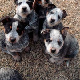 Australian Cattle Dog Puppies from Stockman Australian Cattle Dogs