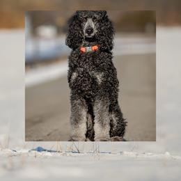 Zola - Poodle
