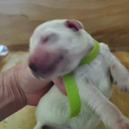 2nd pick Boy - Light golden male Golden Retriever puppy in Sandy, Utah from Golden Meadows of Utah