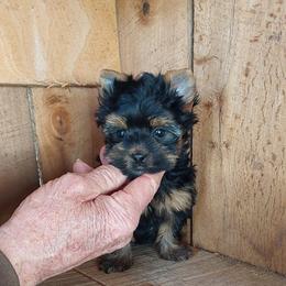 Girl 1 - Black and gold female Yorkshire Terrier puppy in Jamestown, Tennessee from Green Ridge