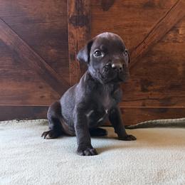 7m - Black male Cane Corso puppy in Stuart, Iowa from Cowan Farms