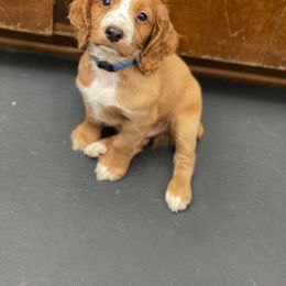 English Cocker Spaniel Puppies from McCoy's English Spaniels