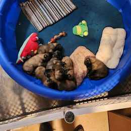 Belgian Tervuren Puppies from Gallery's Belgian Tervurens