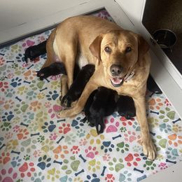 Violet - Labrador Retriever