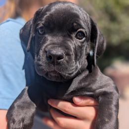 Green collar: Fern - Black female Cane Corso puppy in Franktown, Colorado from Earth and Ship Cane Corso