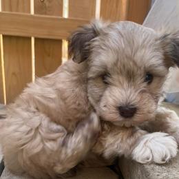 Lyric - Wheaten female Miniature Schnauzer puppy in Menifee, California from Moonshine’s Minis