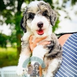 Brie - Blue merle female Bernedoodle puppy in Marion, Ohio from Doodles & Doxies