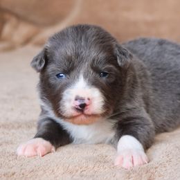 Kazi - Blue Collar - AKC - Blue male Border Collie puppy in Courtland, Alabama from C Bar C Ranch Border Collies