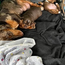 Dachshund Puppies from Regan's Divas