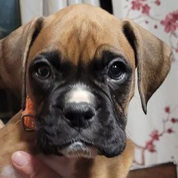 Boxers from Foulk's Boxer Puppies