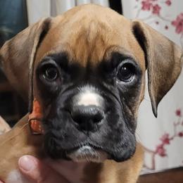 Boxers from Foulk's Boxer Puppies