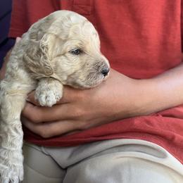 Poodle Puppies from Martin Farm