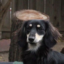 Bo - Dachshund