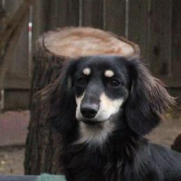 Bo - Dachshund