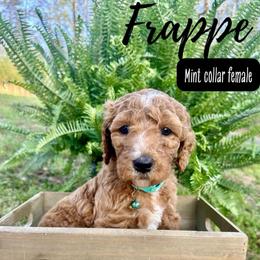 Frappe - Red  female Goldendoodle puppy in Taylorsville, North Carolina from Doggone Dixie Doodles