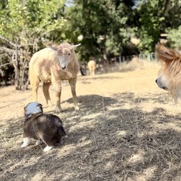 Icelandic Sheepdog Puppies from Hjarta Icelandics