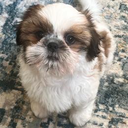 Shih Tzu Puppies from Little Miracles Shih Tzu