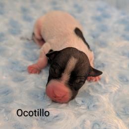 Ocotillo - White and black male American Hairless Terrier puppy in Phoenix, Arizona from Bare Valley