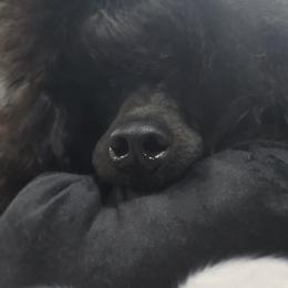 Poodles from LaZol's  Minis