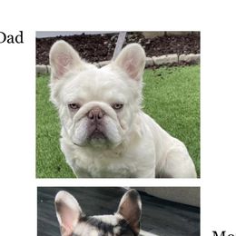 French Bulldog Puppies from Ramirez Frenchies