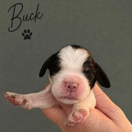 Buck - Black white and tan male English Springer Spaniel puppy in Fort White, Florida from Thunderbird Springers