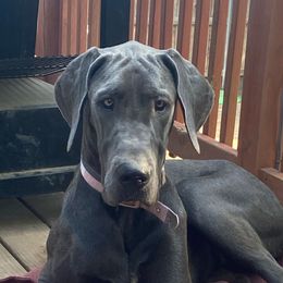 Octavia  - Great Dane