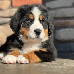Skye - Black rust and white female Bernese Mountain Dog puppy in Stone Creek, Ohio from Highland Meadows