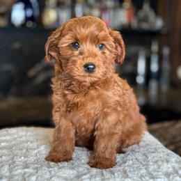 Lorenzo - Red  male Goldendoodle puppy in South Jordan, Utah from Wasatch Pup