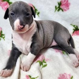 Locket - Blue female Italian Greyhound puppy in Cadwell, Georgia from All The DoDa Day Italian Greyhounds