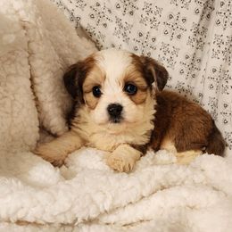 Peaches - Sable female Aussiedoodle puppy in Logansport, Indiana from Sandy Hill Farm Aussies, LLC