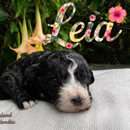 Leia - Black female Goldendoodle puppy in Willits, California from Big Island Goldendoodles