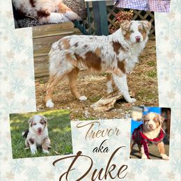 Australian Shepherd All Grown Up from Aussies of Sunset Ridge