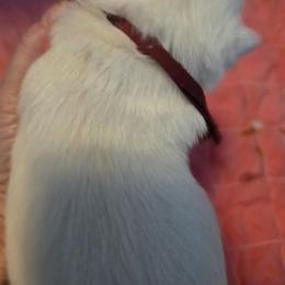 Purple collar - White male West Highland White Terrier puppy in Gobles, Michigan from My Little Puppy Paws