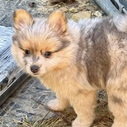 Dachshunds and Pomeranians from Thea's Puppies