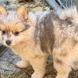 Dachshunds and Pomeranians from Thea's Puppies
