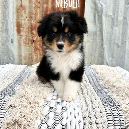 Miniature Australian Shepherd Puppies from Wild Outlaw Aussies